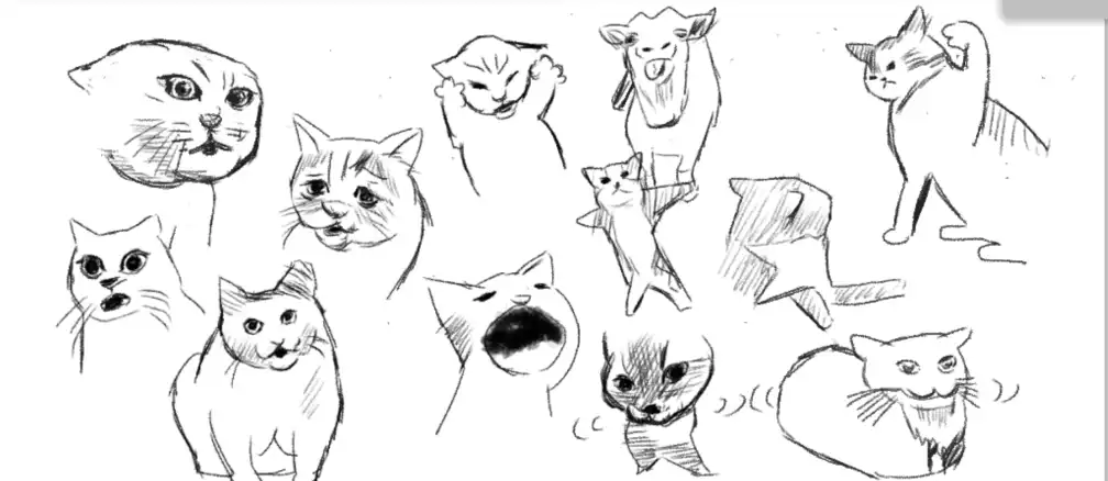 cat meme